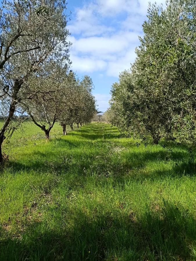 Agriturismo Il Cipresso Vada Exterior foto